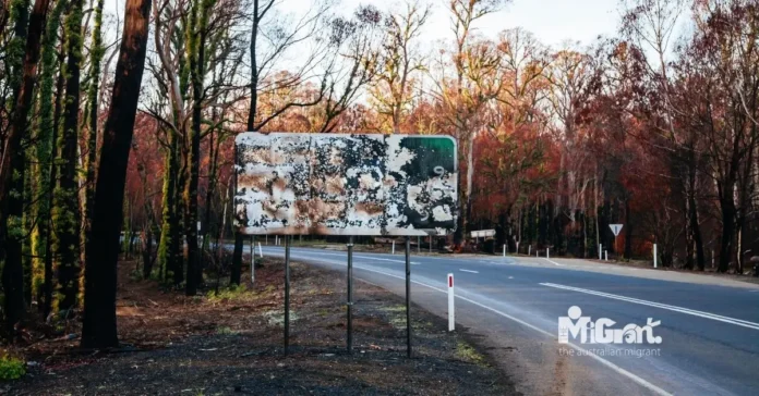Black Saturday bushfire in 2009 Scene of devastation on the road to Lake Mountain ski resurt after 2009 Black Satruday bushfires near Maryville, Victoria, Australia CREDIT:Chris Putnam