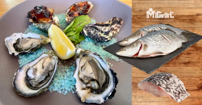 Australian oysters and barramundi Australian oysters and barramundi