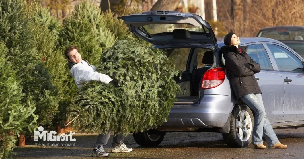 A man struggling to carry a Christmas tree